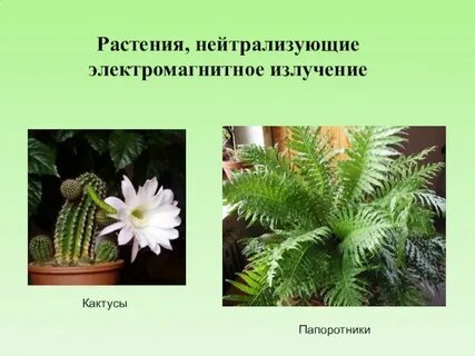 Излучение растений