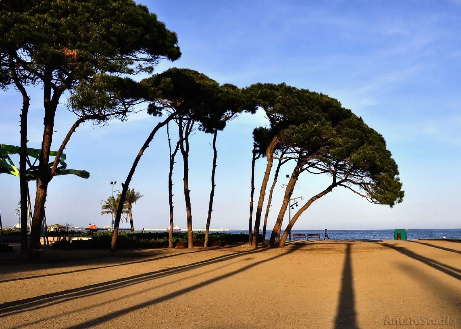 Пиния это. Средиземноморская сосна Пиния. Пиния (Pinus pinea). Ла Пинеда Испания сосны. Сосна итальянская Пиния.