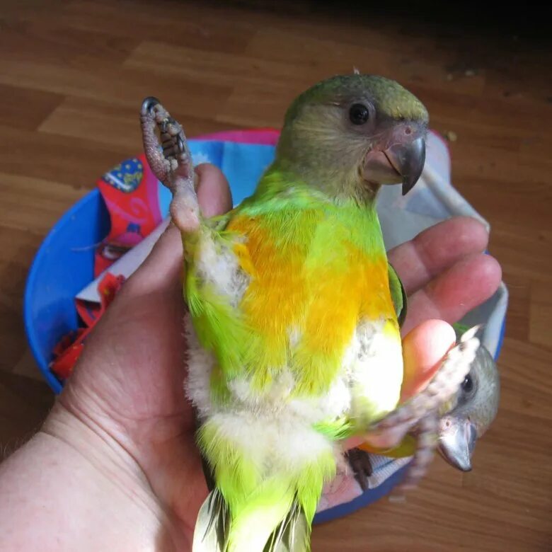 Птенец сенегальского попугая. Попугай какарик выкормыш. Выкормыш волнистого попугая.