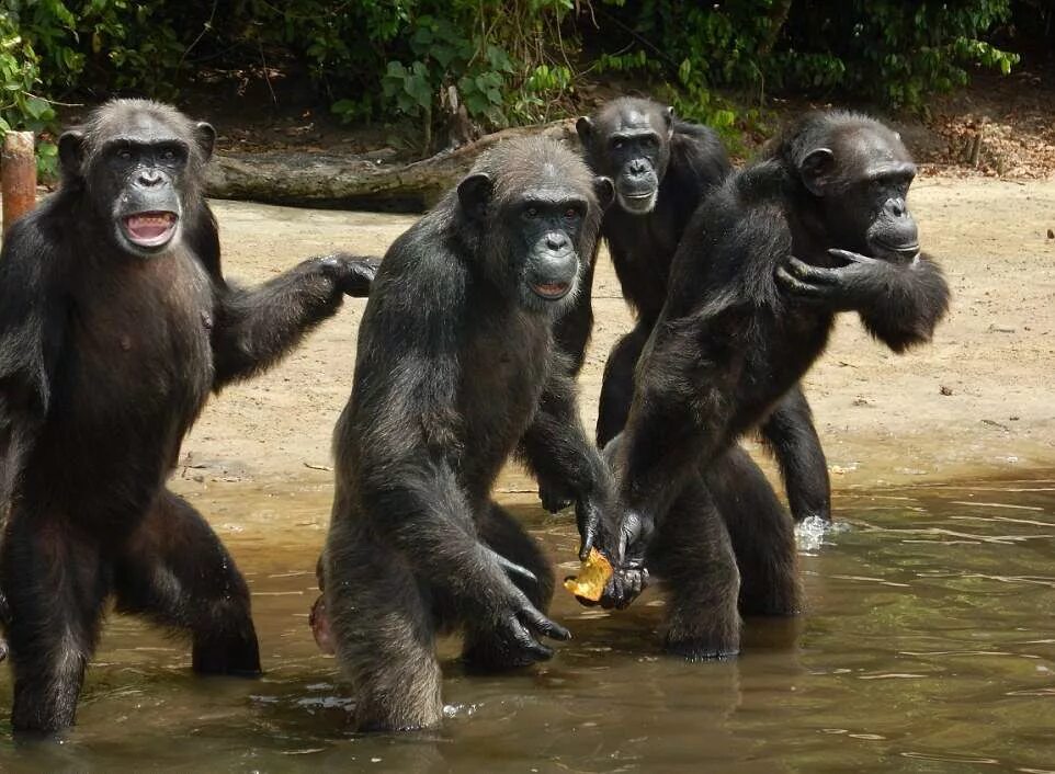 группа обезьян. много обезьян. горилла и шимпанзе. много обезьян. много обезьян.