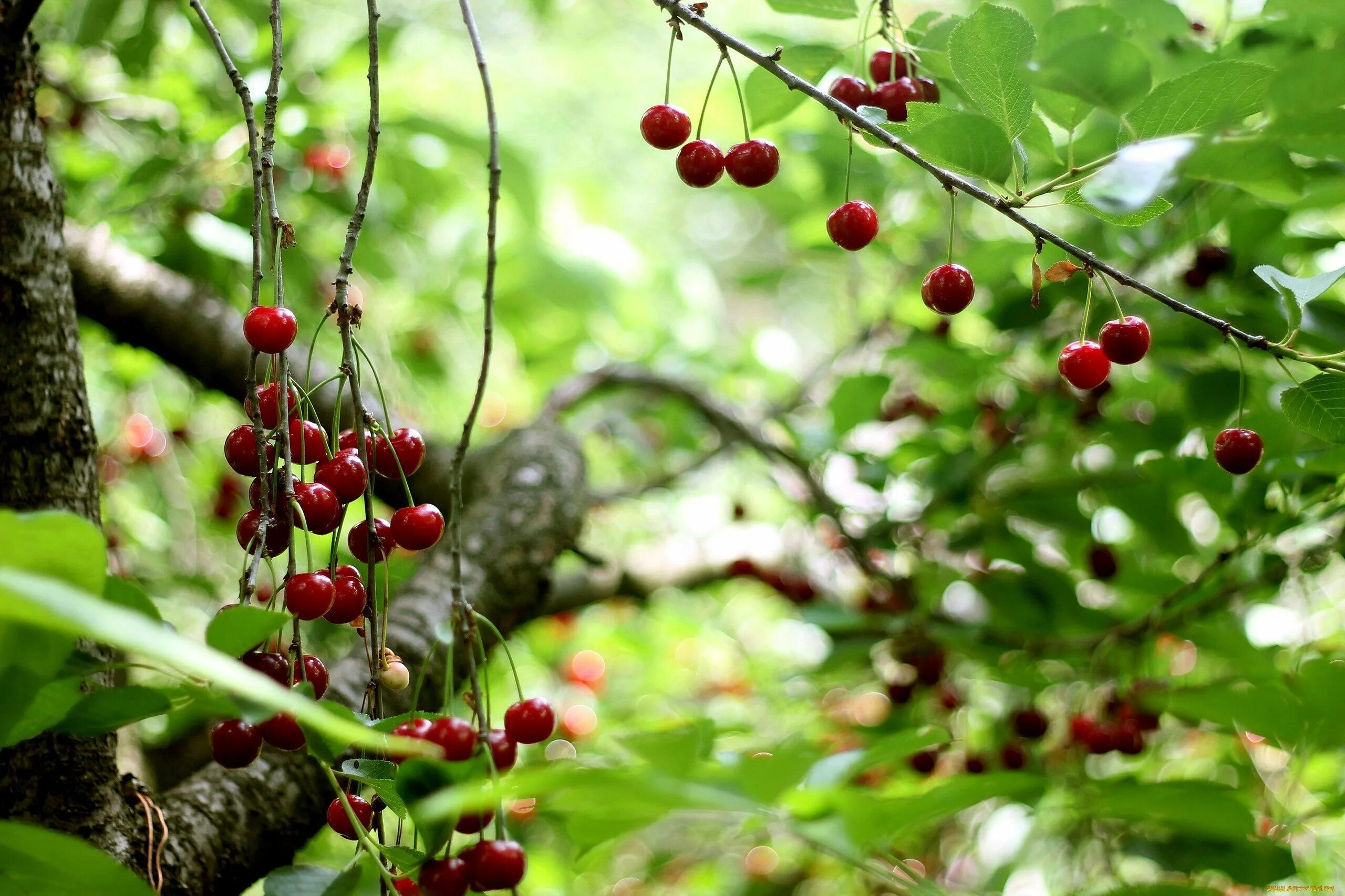Вишня тургеневка. Лист вишни. Черешня сорт мичуринка. Много вишни на дереве. Черешня овстуженка.