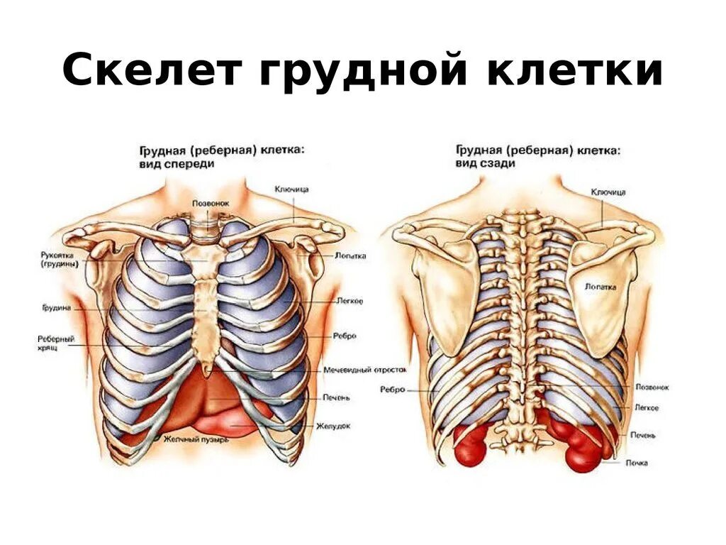 Какое строение грудной клетки. Строение грудной клетки человека анатомия скелета. Структура скелета грудной клетки. Скелет грудной клетки женщины спереди с названием. Строение женского скелета грудной клетки.