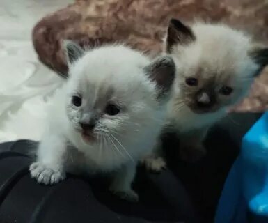 Авито ставрополь котята в добрые
