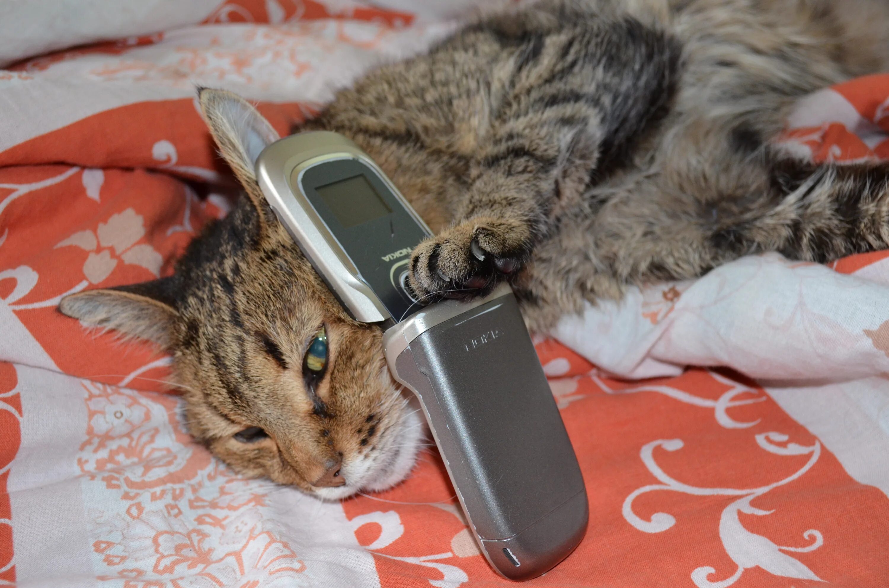 Короткое приколы на телефон. Кошка с телефоном. Кошечка с телефоном. Котенок с телефоном. Кот с мобильником.