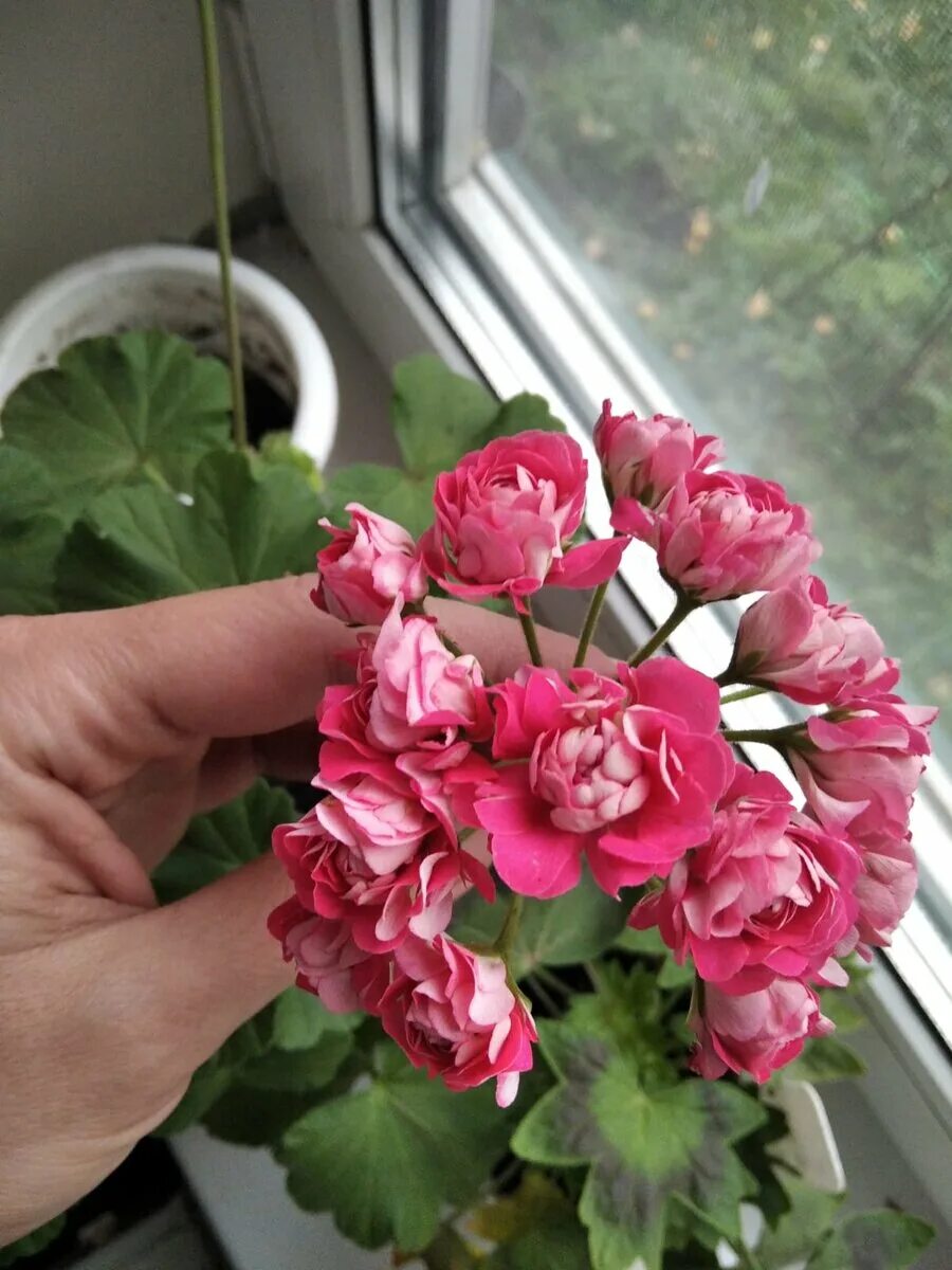 Селекция пеларгоний