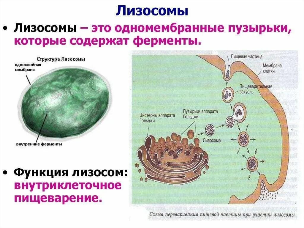 В состав каких клеток входит лизосома. Лизосома функции органоида. Функции органиодов лизосом. Клетка органоиды клетки лизосомы. Строение органоида лизосомы.