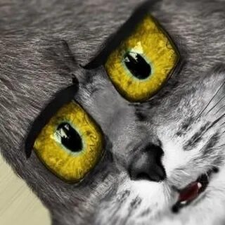 Кот том про кота