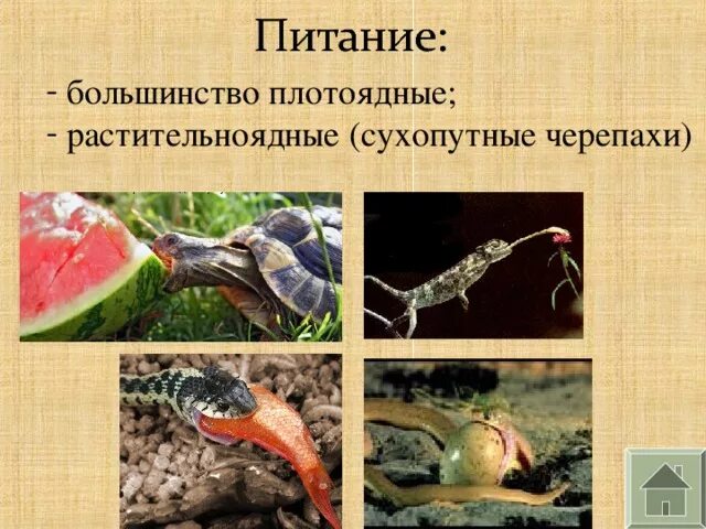 Хищники травоядные и всеядные животные. Гетеротрофы это. Развитие эмбриона млекопитающих. Питание большинства животных. Пищевая цепь питания 5 класс биология.