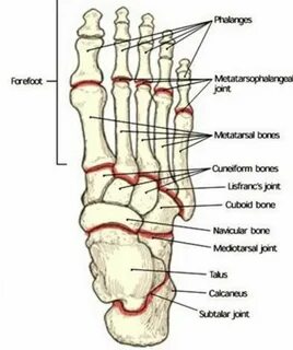 Foot ft