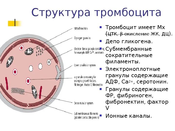 Альфа гранулы тромбоцитов содержат. Альфа гранулы тромбоцитов состав. Содержимое гранул тромбоцитов. Компоненты гранул тромбоцитов. Гранулы тромбоцитов содержат