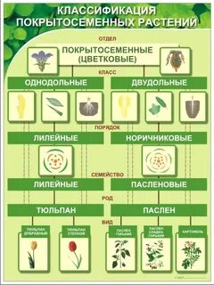Порядок растений в биологии систематика