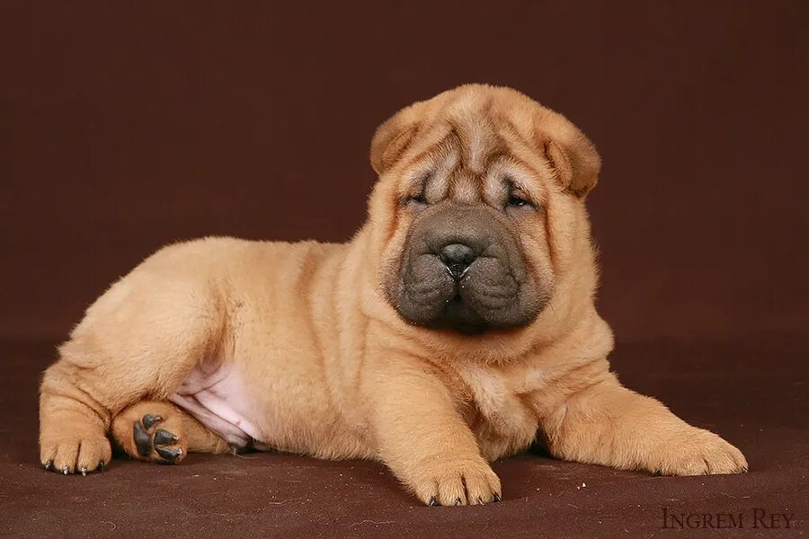 шарпей кутенок 1 месячный. шарпей. шарпей медвежка.