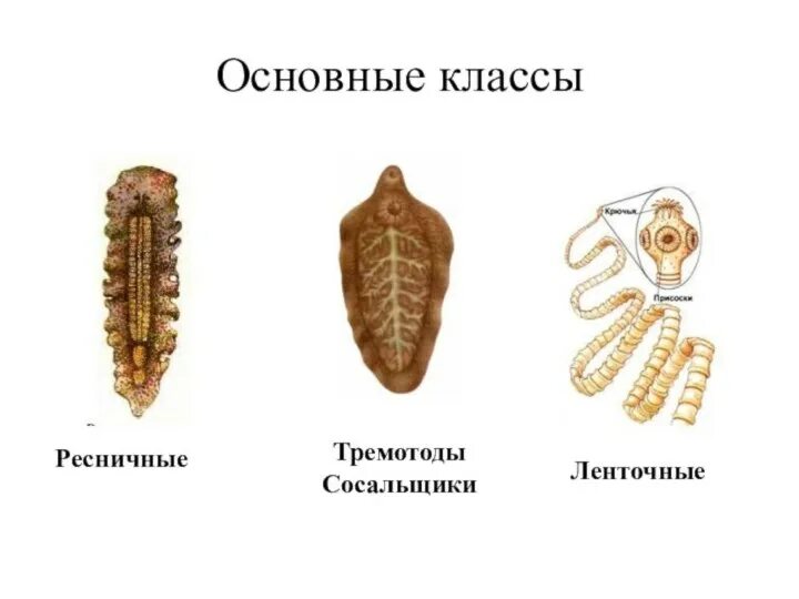 Червей является паразитом
