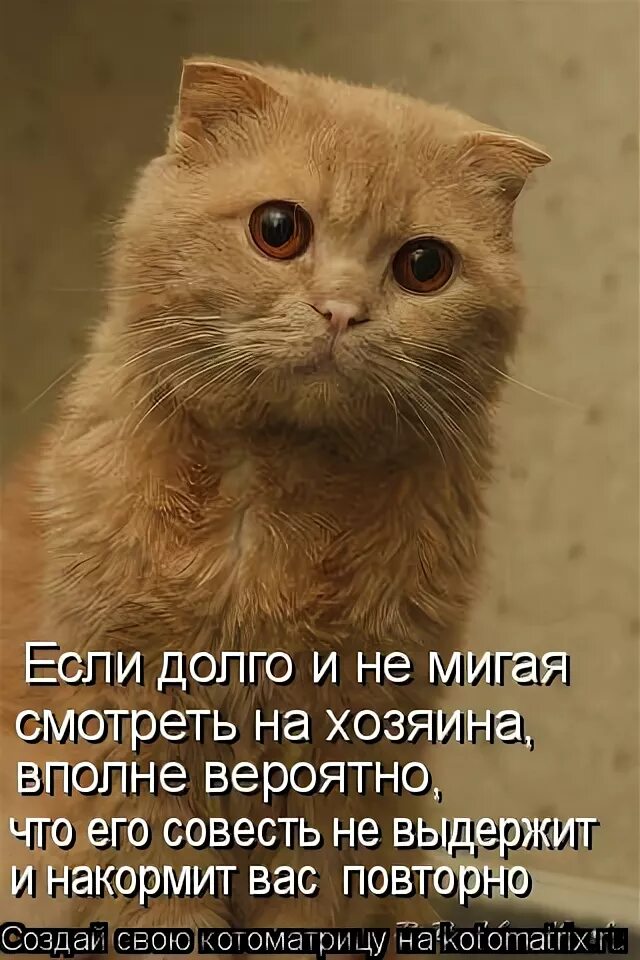 Кошка лежит. Поглаживание кота. Котика гладят. Как понять что кошка любит. Кошка медленно моргает что значит.