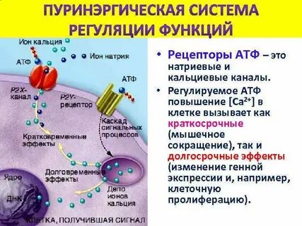 Кальций атф