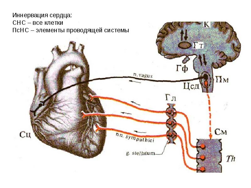 Схема регуляции сердечной деятельности. Иннервация сердца вегетативная нервная система. Схема регуляции деятельности сердца нервная. Вегетативная иннервация надпочечников.