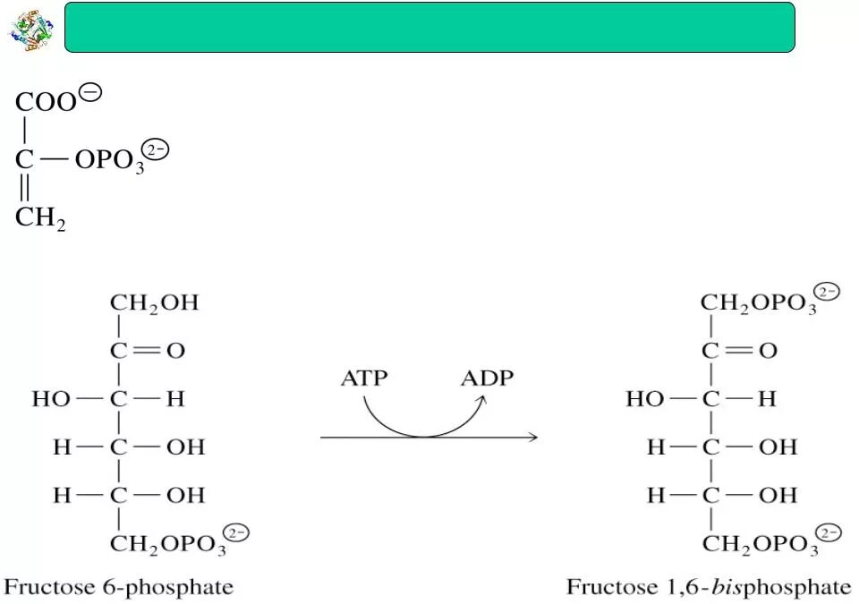 Фруктозо 1 6 дифосфат. Фруктозо-6-фосфат фруктозо-1.6-дифосфат. Синтез фруктозо-6-фосфата.