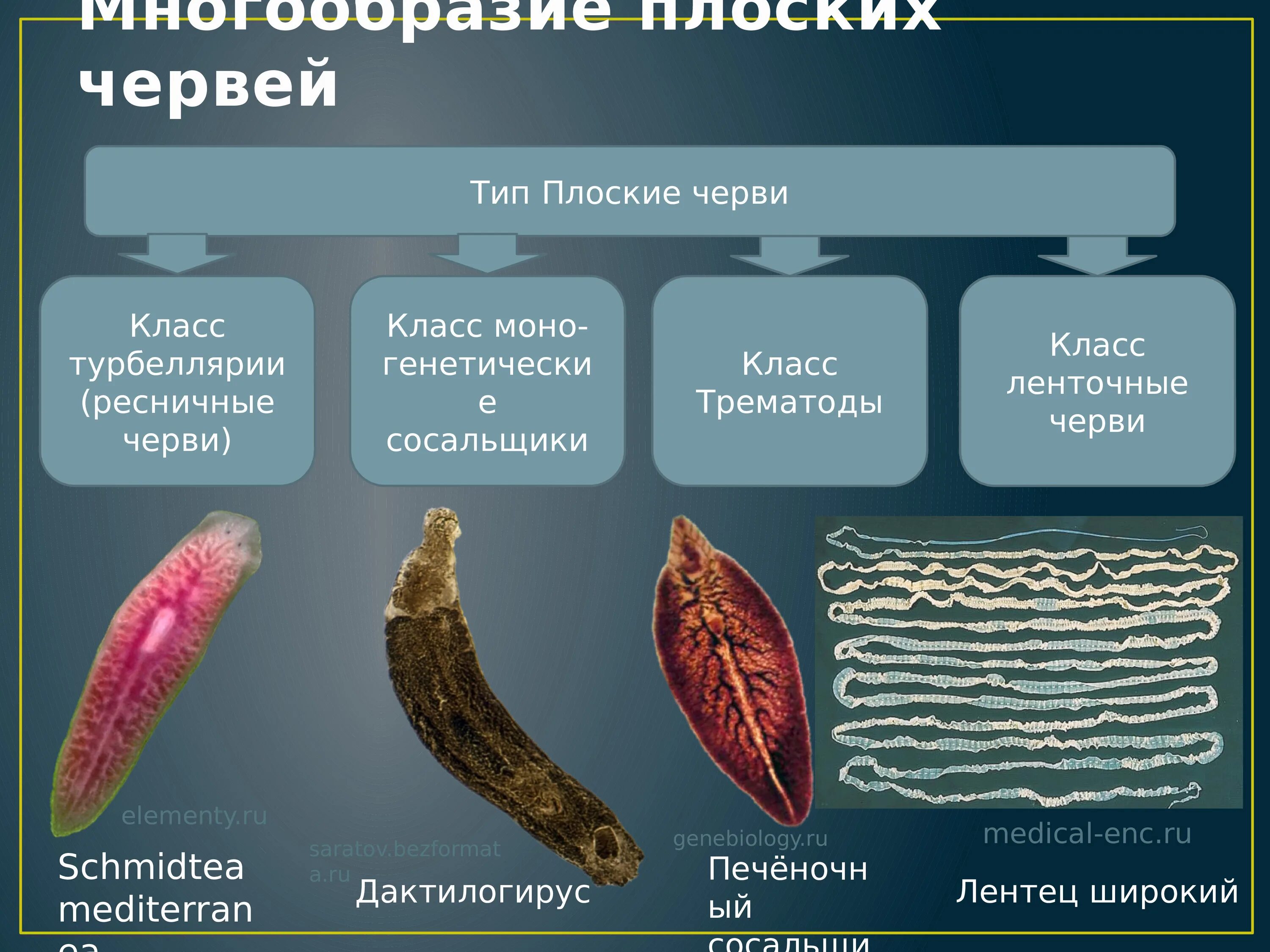 Тип плоские черви их классы. Тип плоские черви 7 класс. Классификация плоских червей класс сосальщики. Тип плоские черви 3 класса. Примеры беспозвоночных животных плоские черви