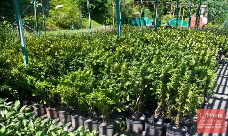 саженцы абрикоса для подмосковья. кипарис аризонский саженец. саженцы в сочи. саженцы в сочи. саженцы гортензии.