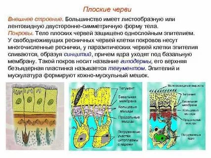 Строение покров
