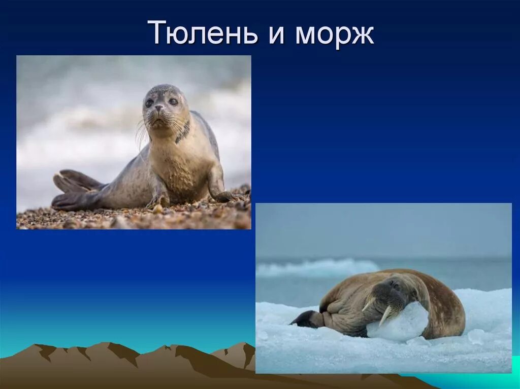 морж и морской котик. морской лев, тюлень и морж. чем отличается морж от тюленя. моржи тюлени морские котики. морж и морской котик.