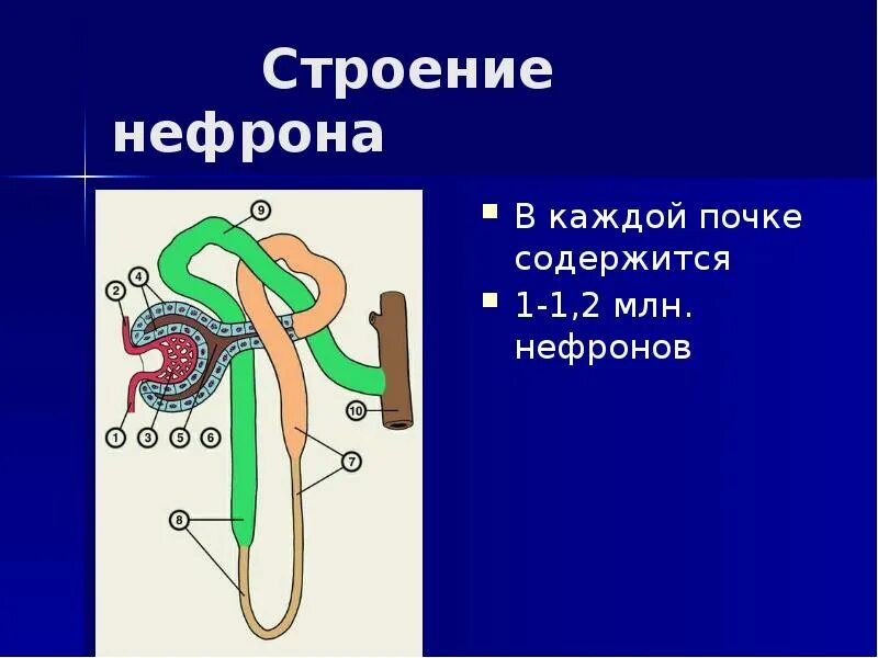 В почке содержится нефронов