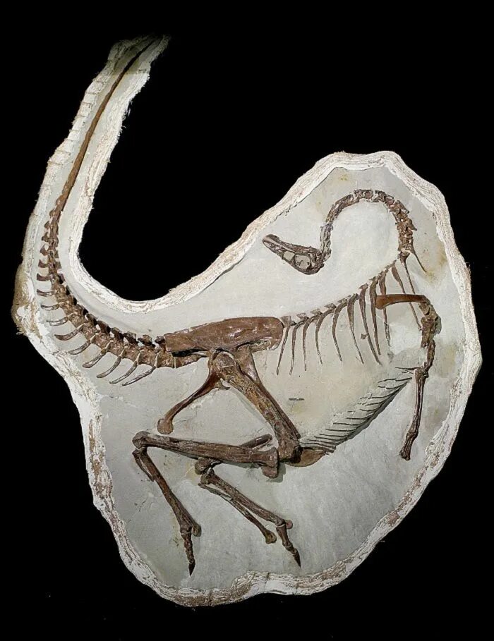 Орнитомим скелет. Окаменелости кости динозавров. Орнитомимус. Орнитомим динозавр.