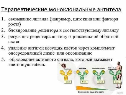 Что такое моноклональные антитела