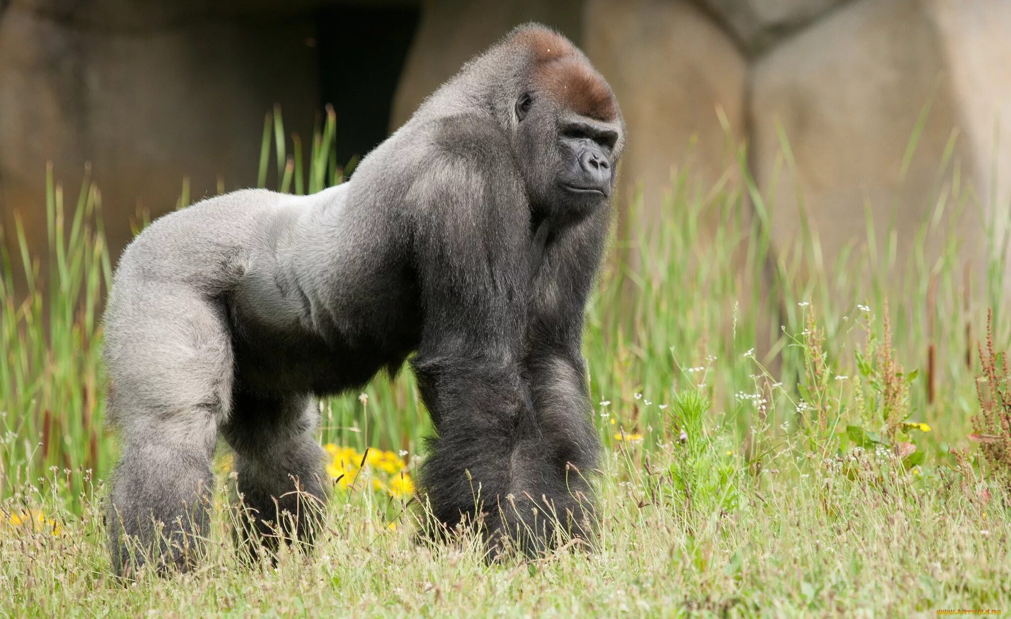 Monkey gorilla