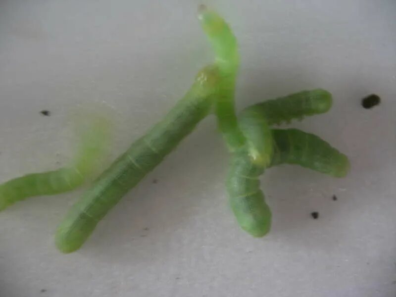 Зеленый червь оригинал. Маленькие зелёные червячки. Маленький зеленый червяк. Зеленые гусеницы на пеларгонии. Маленькие зеленые гусеницы на перце.