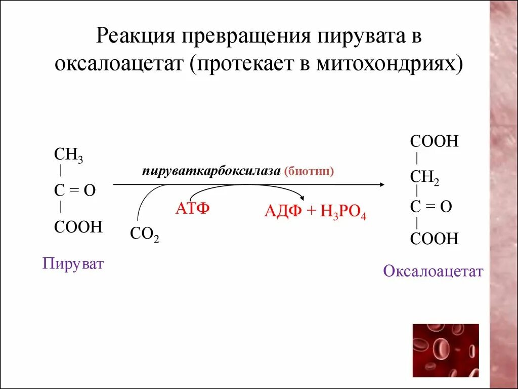 Превращение пирувата в оксалоацетат. Реакция превращения пирувата в оксалоацетат. Пируваткарбоксилаза катализирует. Пируват в со2 реакция.