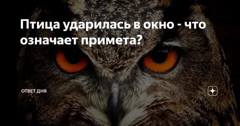 Птица ударилась в окно и упала примета