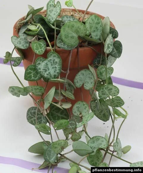 Ceropegia haygarthii купить в Санкт-Петербурге Товары для дома и дачи Авито