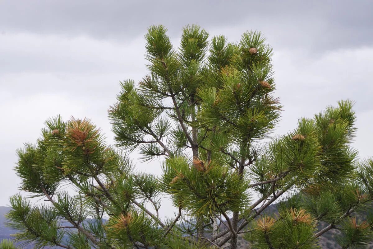 Сосна Палласа Крымская. Сосна Крымская (Pinus pallasiana). Сосна Крымская Pinus nigra subsp. Pallasiana. Сосна Палласа Крымская шишка. Сосна крымская купить