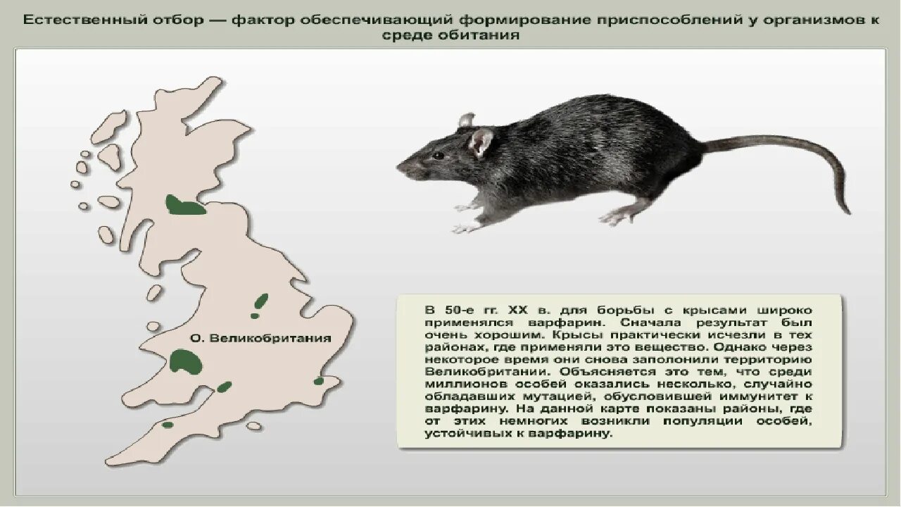 Ареал обитания крыс. Среда обитания крысы. Ареал черной крысы. Приспособления для крыс.