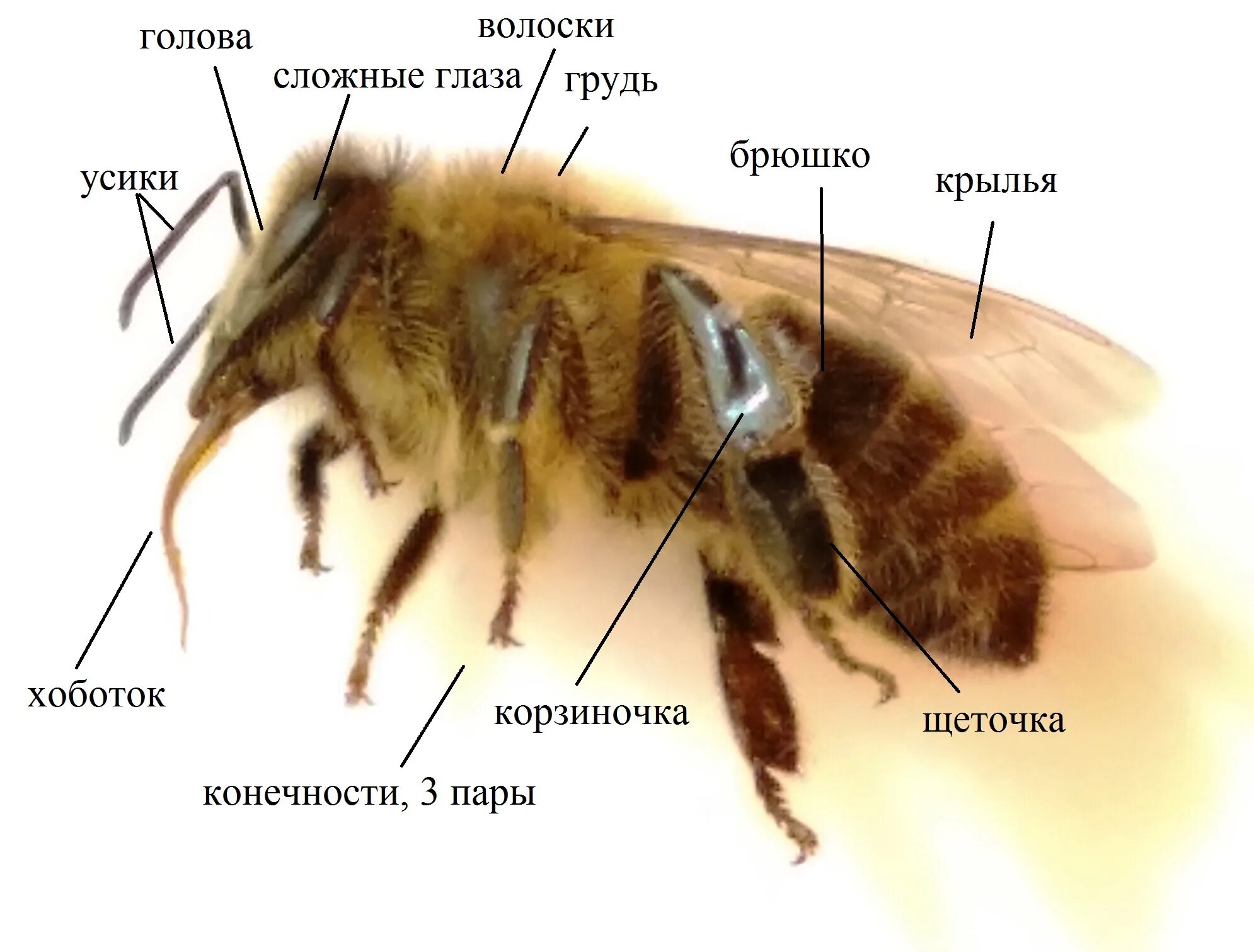 Отделы тела пчелы медоносной. Анатомия пчелы медоносной. Строение пчелы медоносной. Внешнее строение пчелы. Строение тела пчелы медоносной.