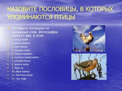 Пословица сила птицы в крыльях