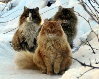 Сибирская кошка и кот