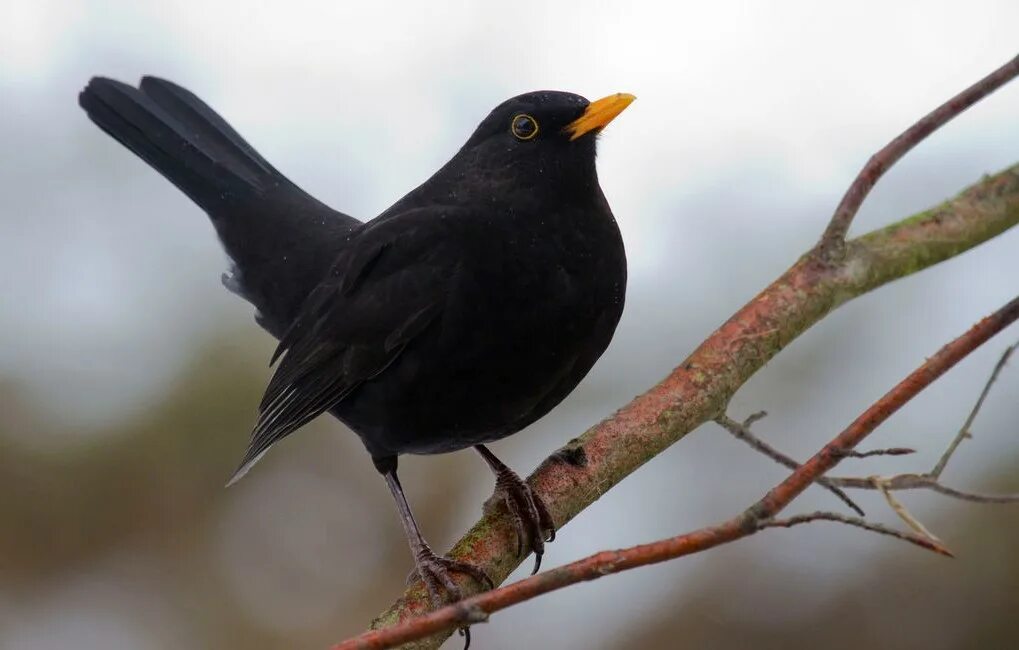 Черный Дрозд птица. Дрозд чёрный (turdus Merula). Черная птичка с белыми крапинками. Птица черная с белыми пятнышками.