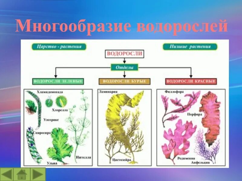 Таблица значений водорослей. Водоросли их разнообразие. Водоросли их многообразие в природе. Водоросли 6 класс. Тема разнообразие водорослей.