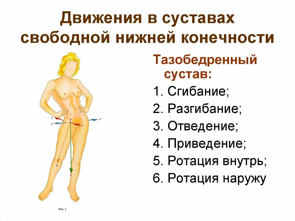 Приведение тазобедренного сустава. Тазобедренный сустав оси движения. движения в суставах. оси движения в суставах. движение в суставах свободной нижней конечности.