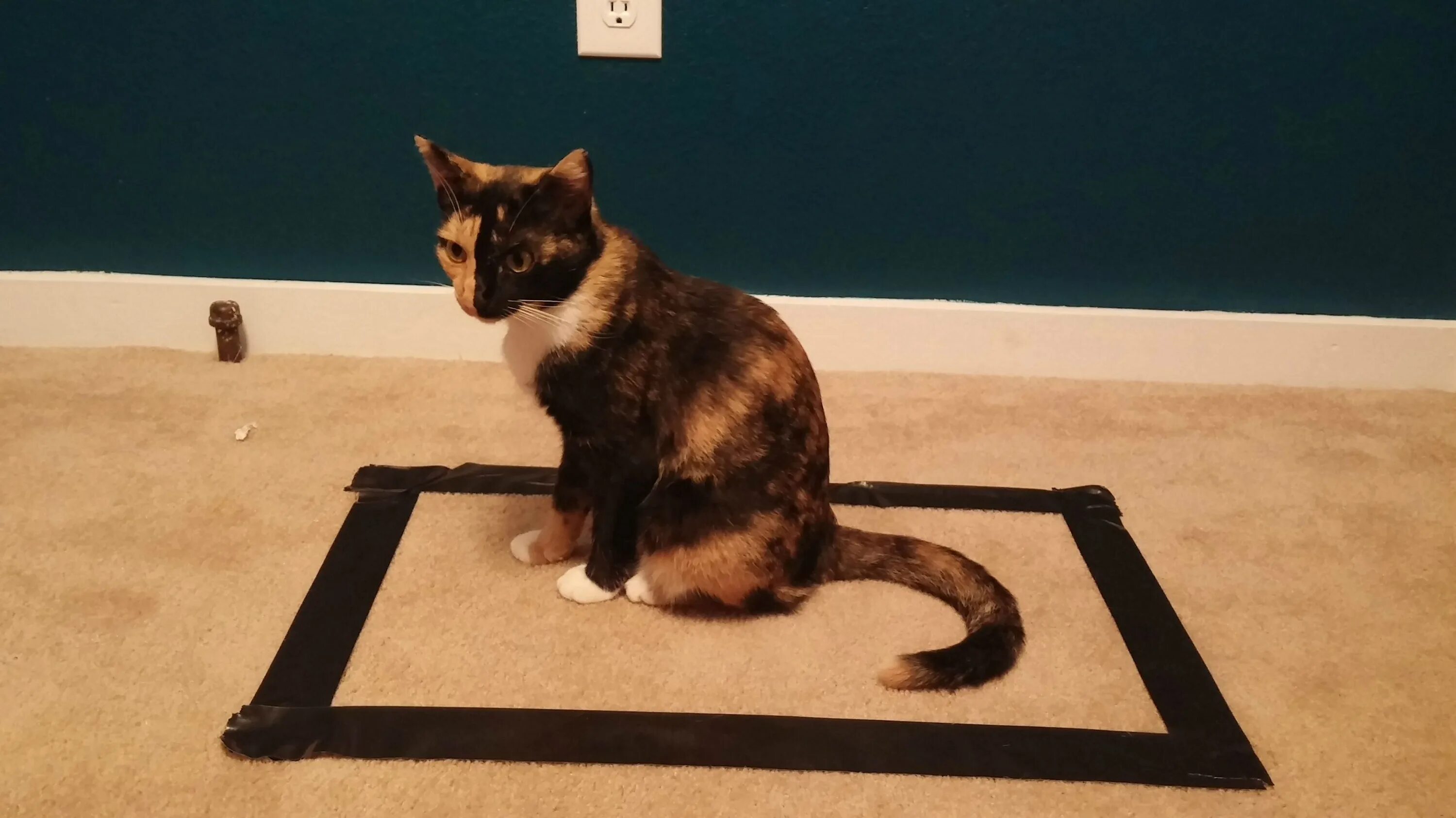 Кот квадратный какая. Кот в квадрате. Квадрат на полу для кота. Квадратный котик.