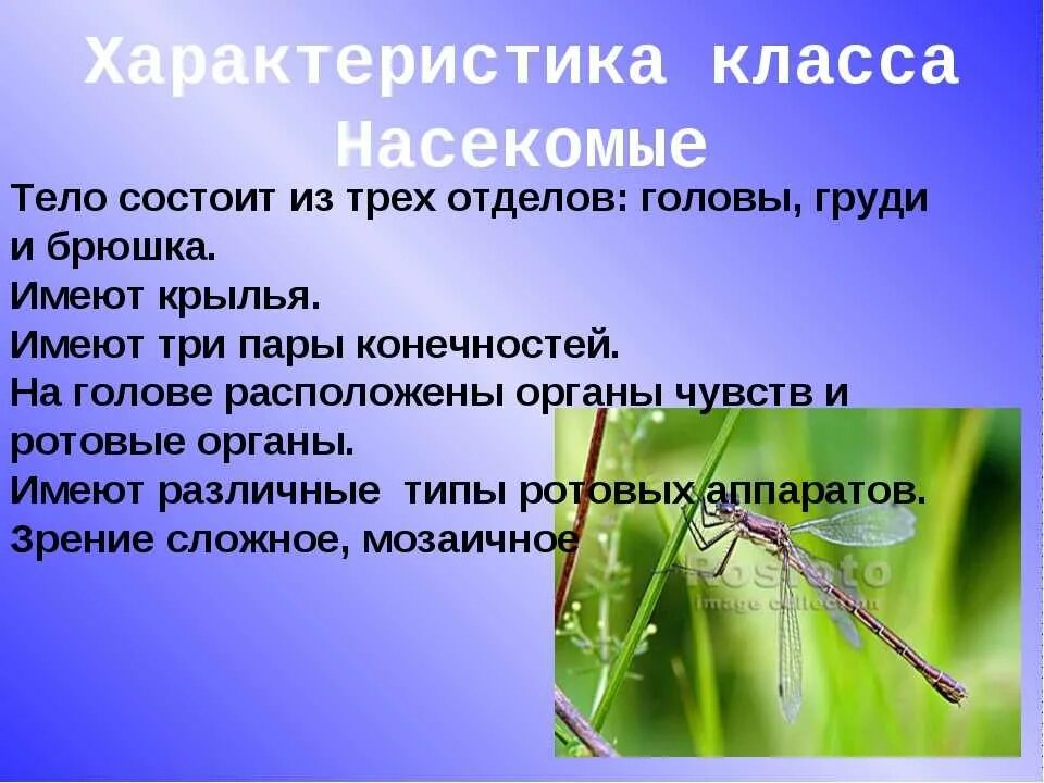 Три особенности насекомых. Общая характеристика класса насекомые 7 класс биология. Характеристика насекомых 7 класс биология. Класс насекомые общая характеристика 7 класс. Краткая характеристика насекомых.