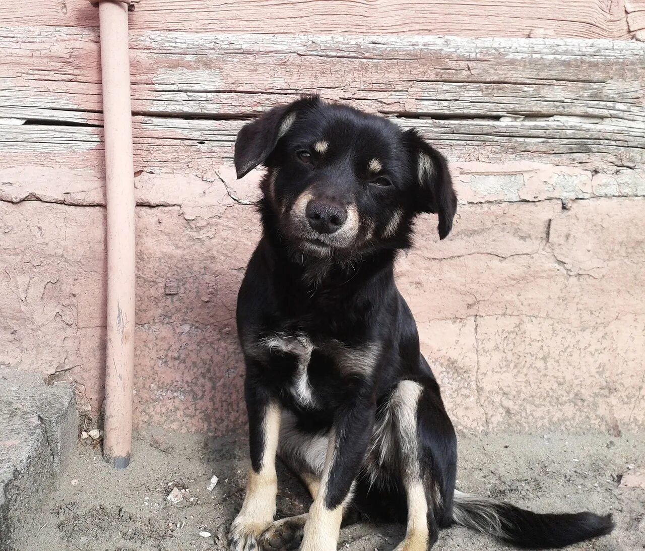 Dog village. Сельская собака. Деревенский пес. Собака в деревне. Деревенская дворняжка.