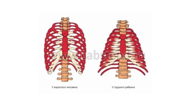Грудная клетка грудничка анатомия. Грудная клетка младенца строение. Строение грудной клетки у детей. Грудная клетка ребенка 2 года