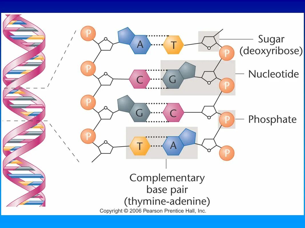 DNA structure. ДНК восьмерка. DNA molecule structure. Nucleotide structure.