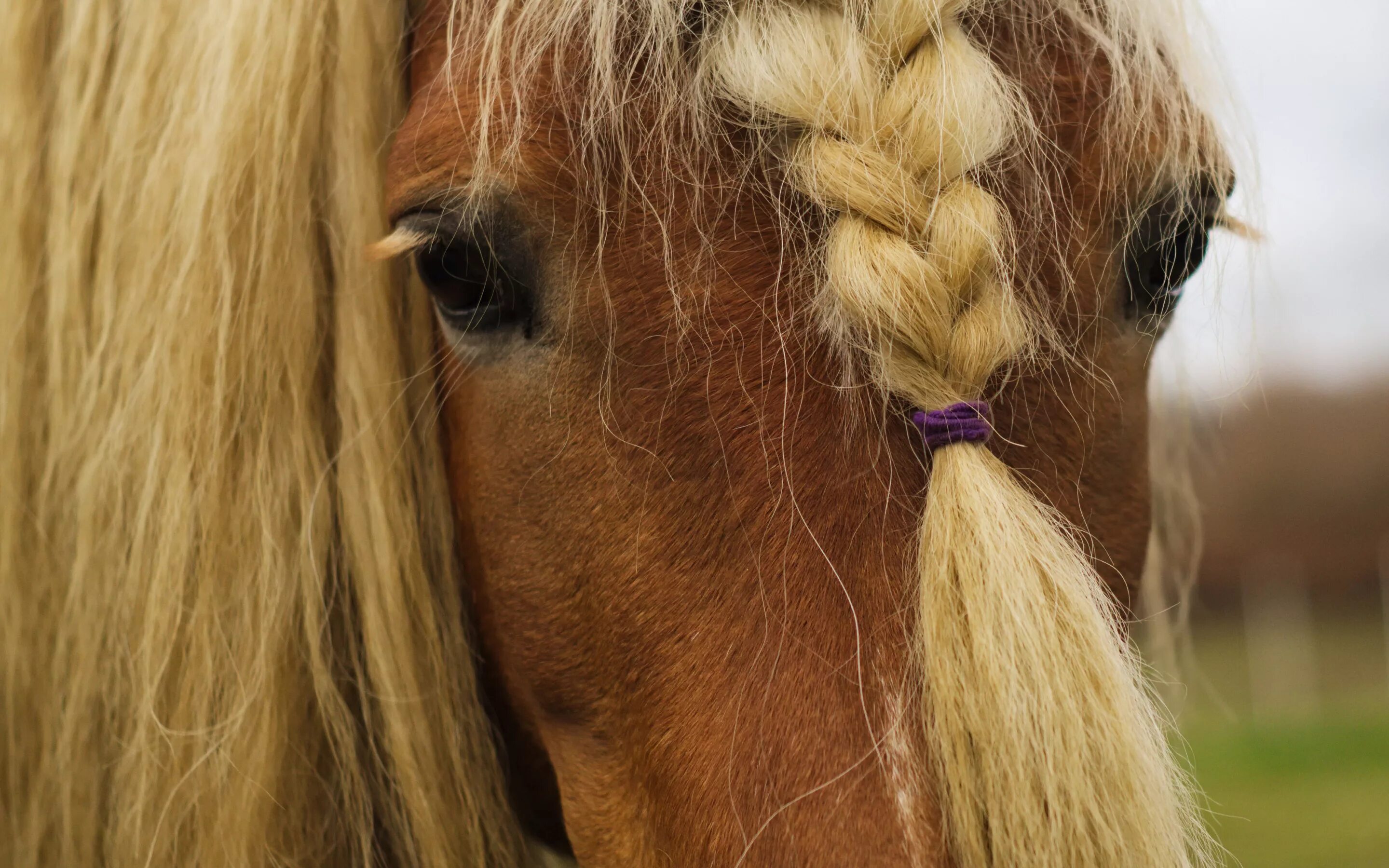 Horse hair. Лошадиные прически. Лошадь с заплетенной гривой. Лошадь с косичками. Волосы лошади.