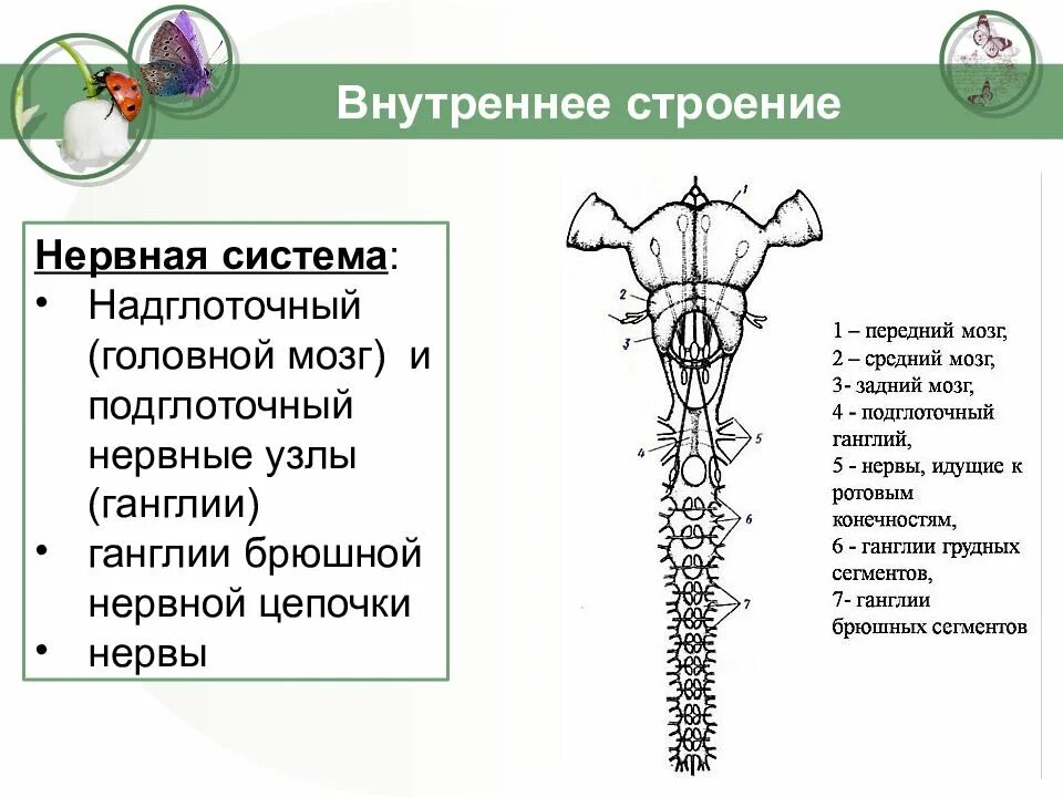 Строение нервного узла. Надглоточный нервный узел. Узлы нервной системы. Строение нервной системы насекомых.