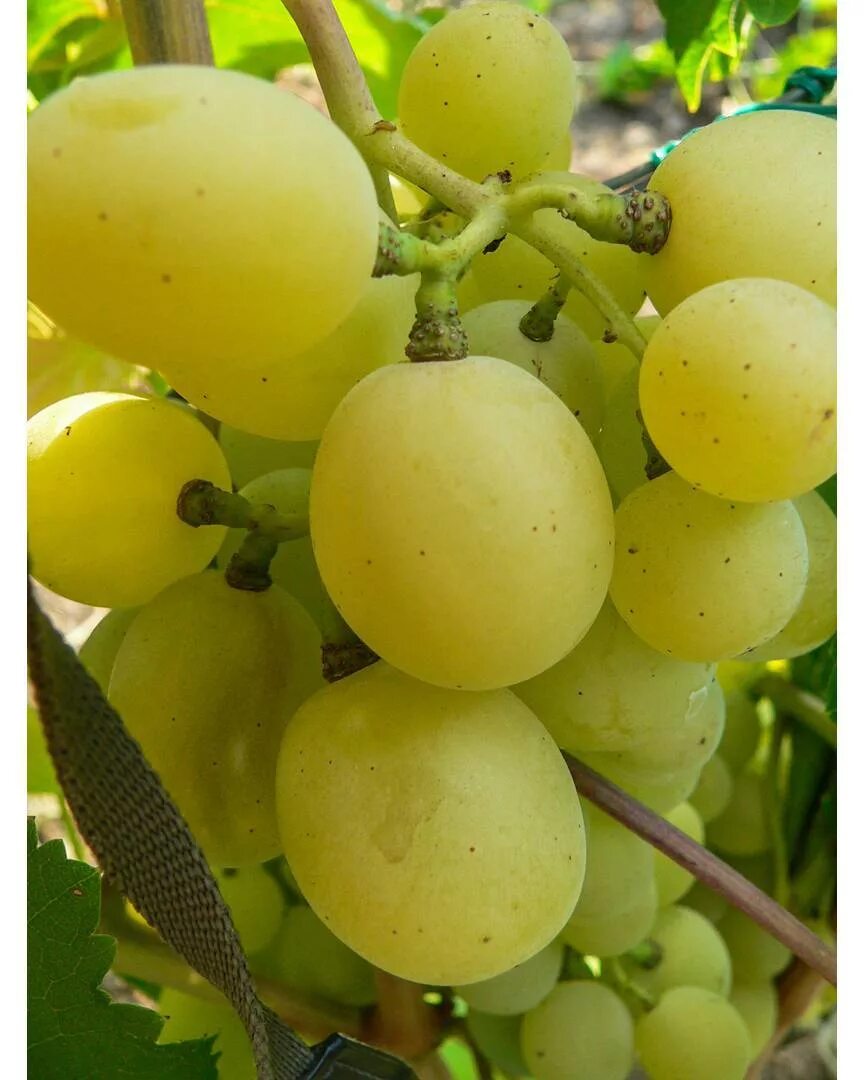 сорт винограда кеша талисман. виноград фрумоаса албэ. талисман кеша 2 виноград. виноград кеша лучезарный. сорт винограда талисман.