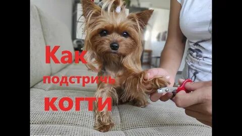Когти йорка